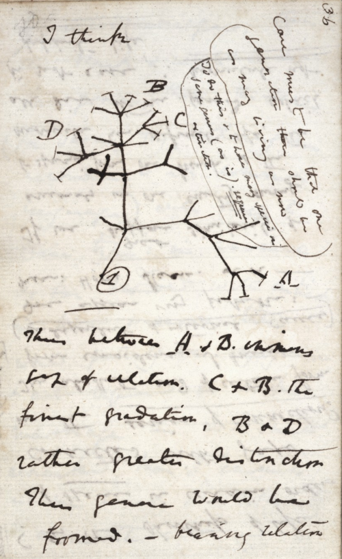 darwin_tree_notebook_crop